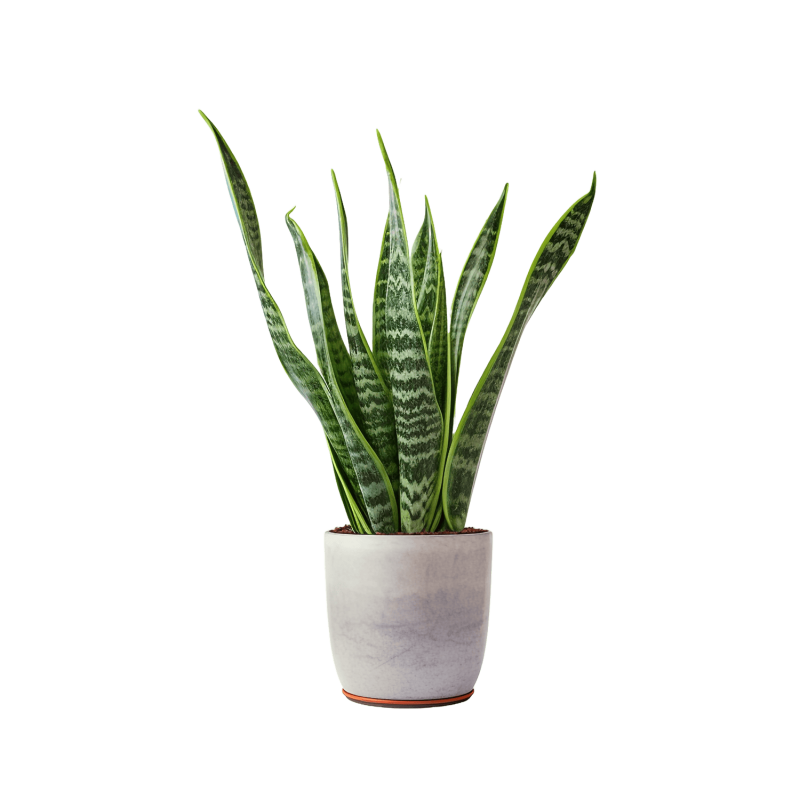 Indoor Plant 01 Indoor Plant 01