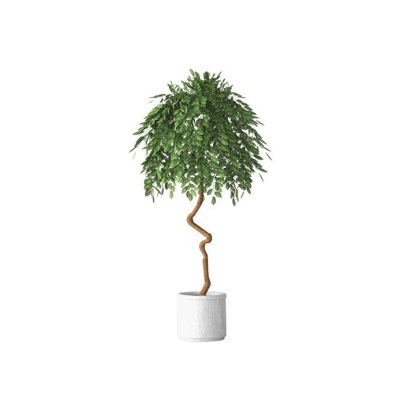 Plant Decor 01 Plant Decor 01