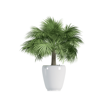 Plant Decor 03