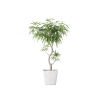 Plant Decor 06 Plant Decor 06
