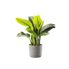 Plant Decor 10 Plant Decor 10