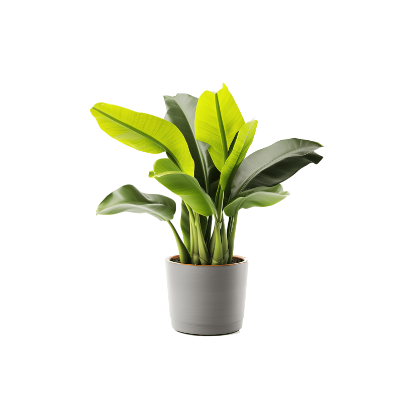 Plant Decor 10 Plant Decor 10